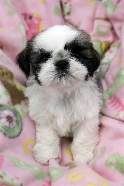 You must pick up your puppy in person at our NYC location. . Shih tzu breeders new jersey
